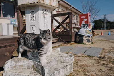 Cat sitting by text on built structure