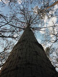 Low angle view of tree against sky