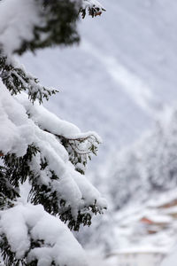 Close-up of frozen plant