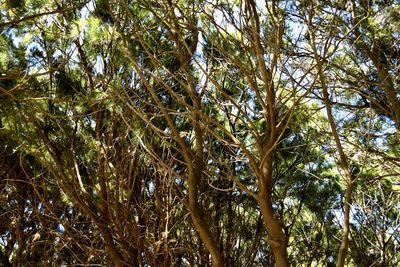 Low angle view of bamboo trees in forest