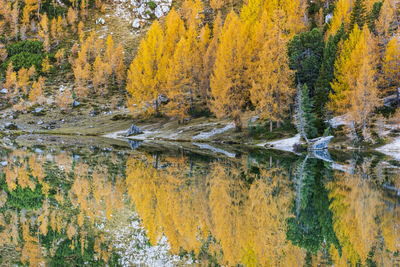 Reflection of autumn trees in water