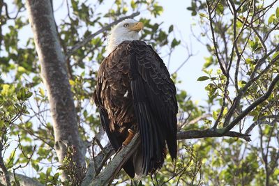 Low angle view of eagle perching on tree