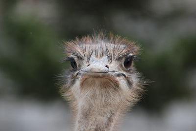 Close-up of ostrich