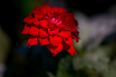 Close-up of red rose flower