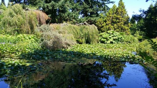 View of trees by lake