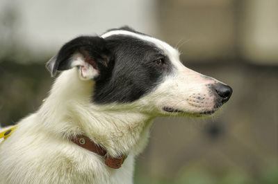 Close-up of a dog looking away