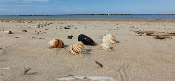 View of seashells on beach