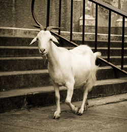 Horse standing in pen
