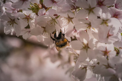 Close-up of bee on white flower