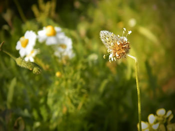 Close-up of bee on flower