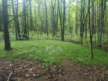 Trees in forest