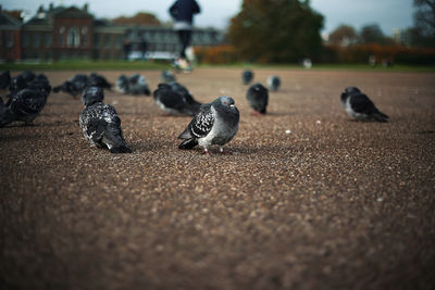 Close-up of pigeons on street