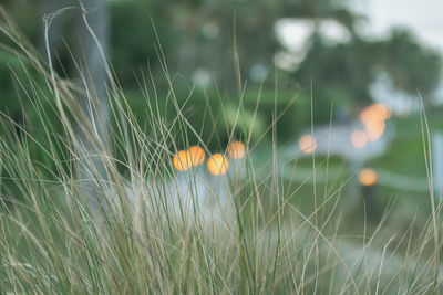 Close-up of flowering plants on land