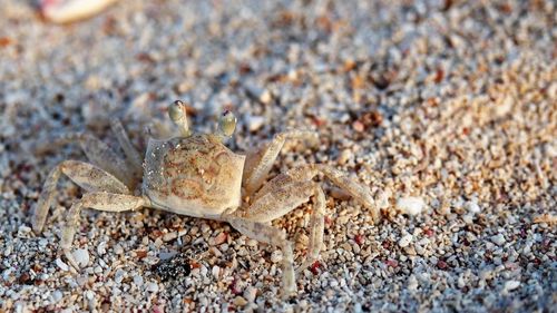 Close-up of crab on sand