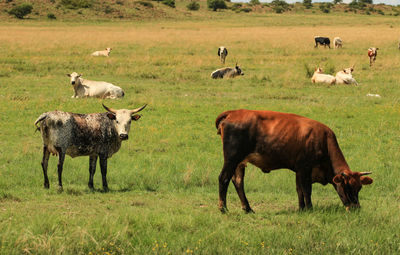 Cows at a pasture 