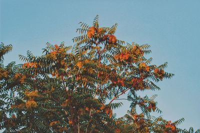 Low angle view of tree against clear sky