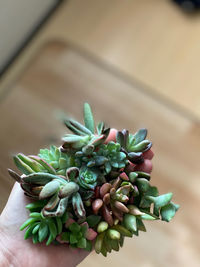 Close-up of hand holding succulent plant on table