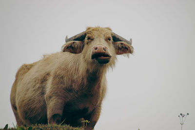 Close-up of cow against white background