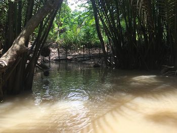 Scenic view of river amidst trees in forest