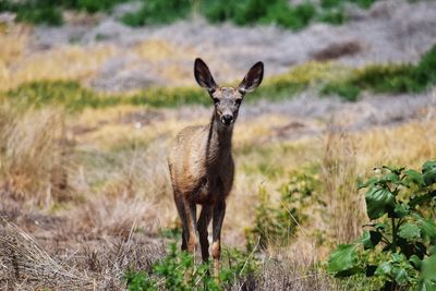 Deer alone