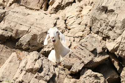 High angle view of dog on rock