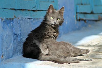 Close-up of cat sitting outdoors