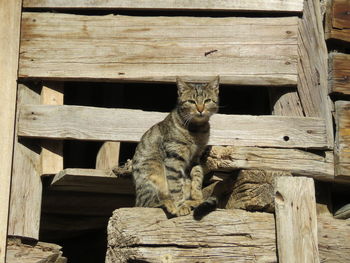 Cat sitting on wooden plank