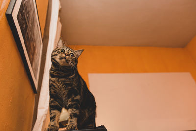 Portrait of cat sitting on sofa at home