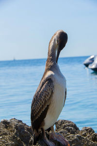 Bird on rock by sea against sky