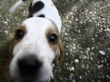 Close-up portrait of dog