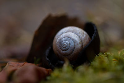 Close up snail shall in mushroom on green moss