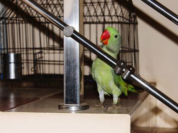 Close-up of bird perching in cage