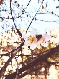 Low angle view of insect on cherry blossom