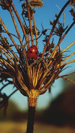 Close-up of ladybug on branch