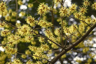 Close-up of flowers on tree