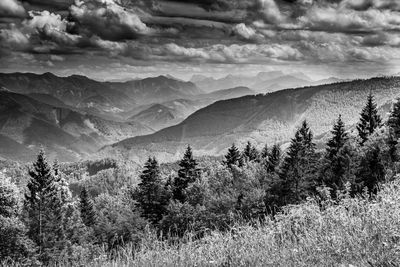 Scenic view of forest against sky