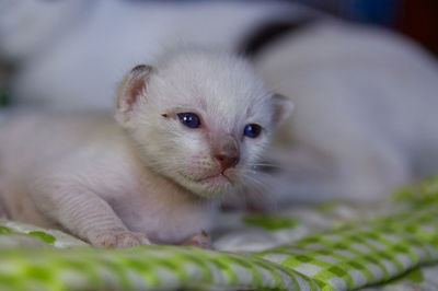 Close-up portrait of kitten relaxing on bed