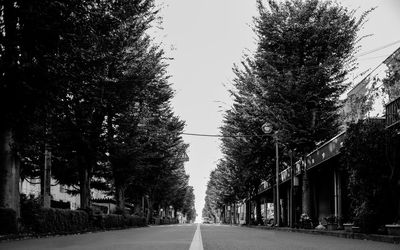 Empty road along trees