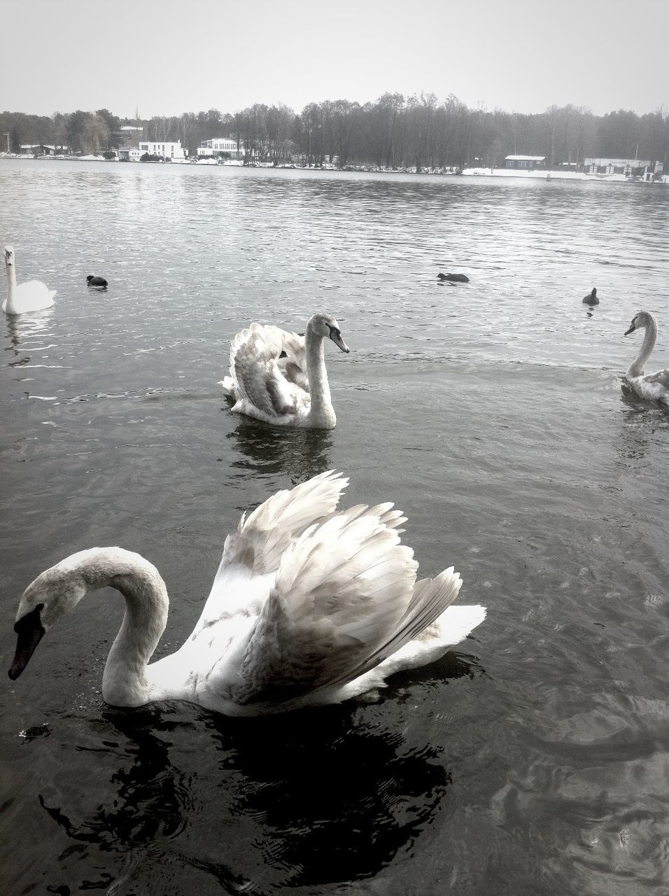 bird, animal themes, animals in the wild, water, wildlife, lake, swan, swimming, duck, water bird, reflection, nature, togetherness, lakeshore, beak, two animals, rippled, beauty in nature, waterfront, animal family