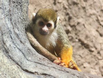 Close-up of monkey on tree