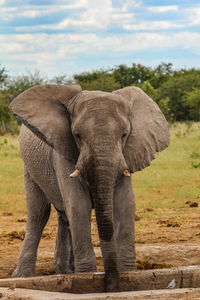 Elephant in a field