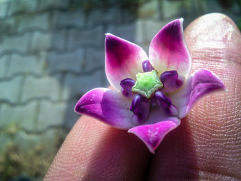 Close-up of hand holding pink flower