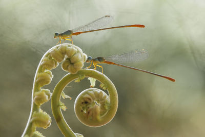 Close-up of dragonfly on plant