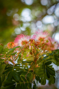 Close-up of pink flowering plant