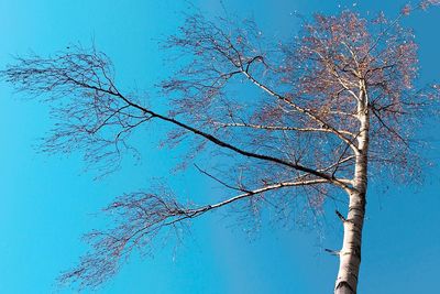 Low angle view of bare tree against clear blue sky