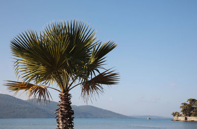 Palm tree by sea against clear sky