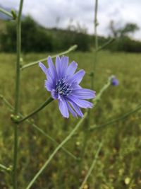 Close-up of purple flower blooming outdoors