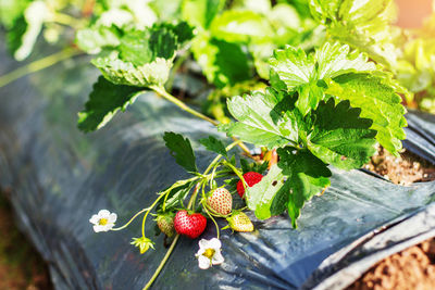 Close-up of fruits growing on plant