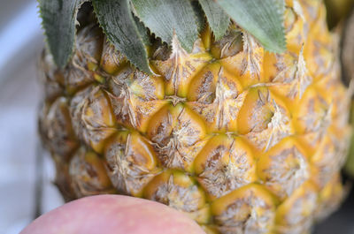 Close-up of fruits