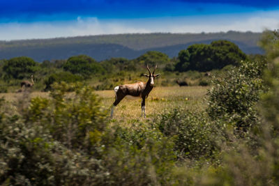 Horse on field against sky